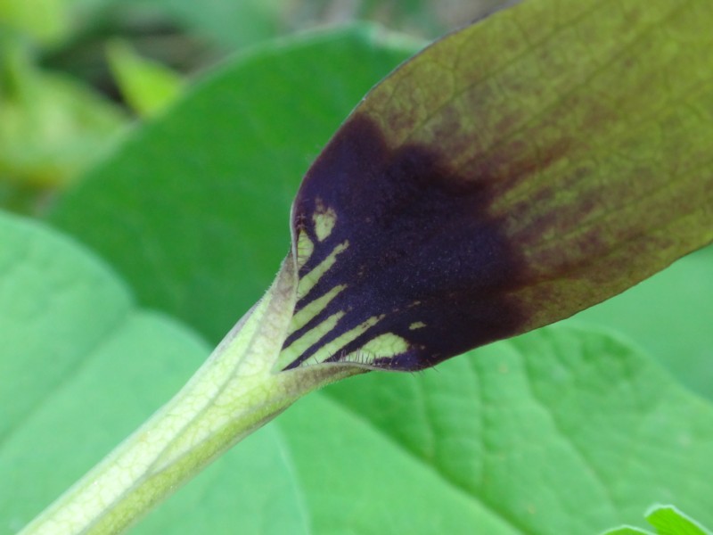 24 Aristolochia rotunda.jpg