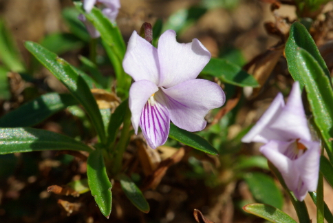 Viola arborescens