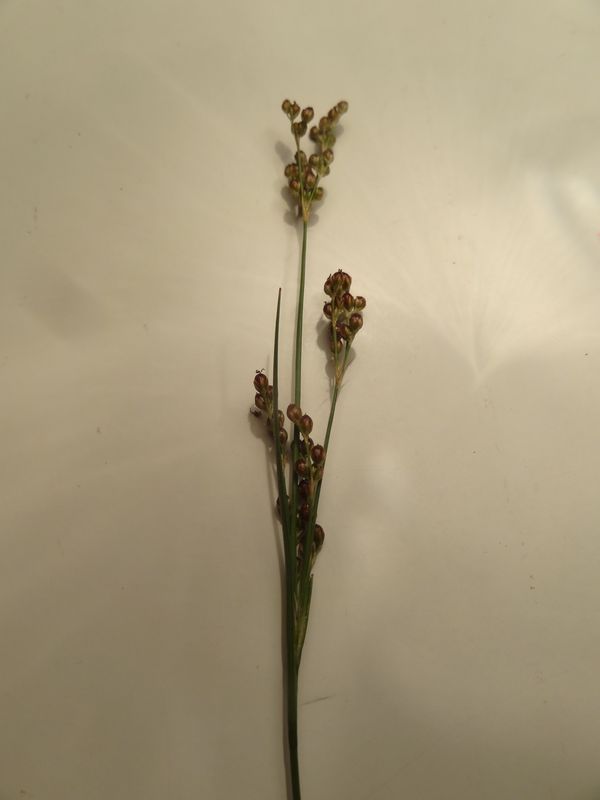 Juncus  (1).JPG