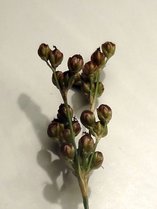 Juncus  (2).JPG