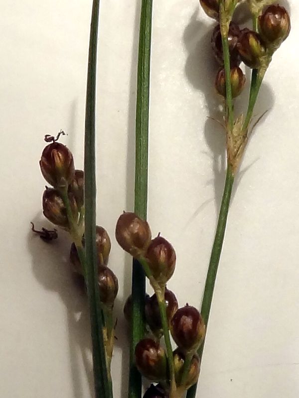 Juncus  (3).JPG