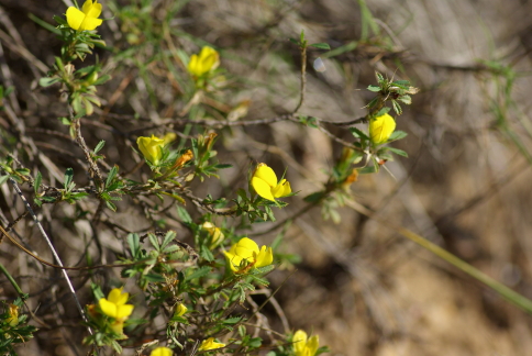 Ononis minutissima