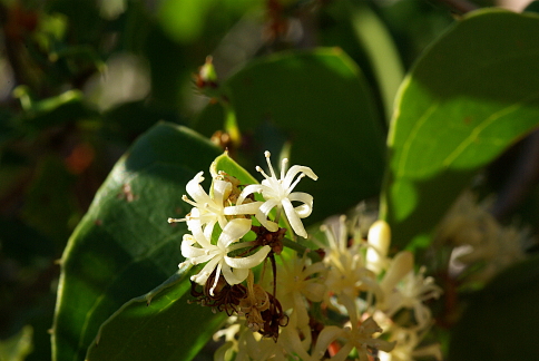 Smilax aspera