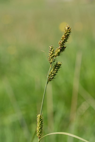 Carex sp2 (7) [1600x1200].JPG
