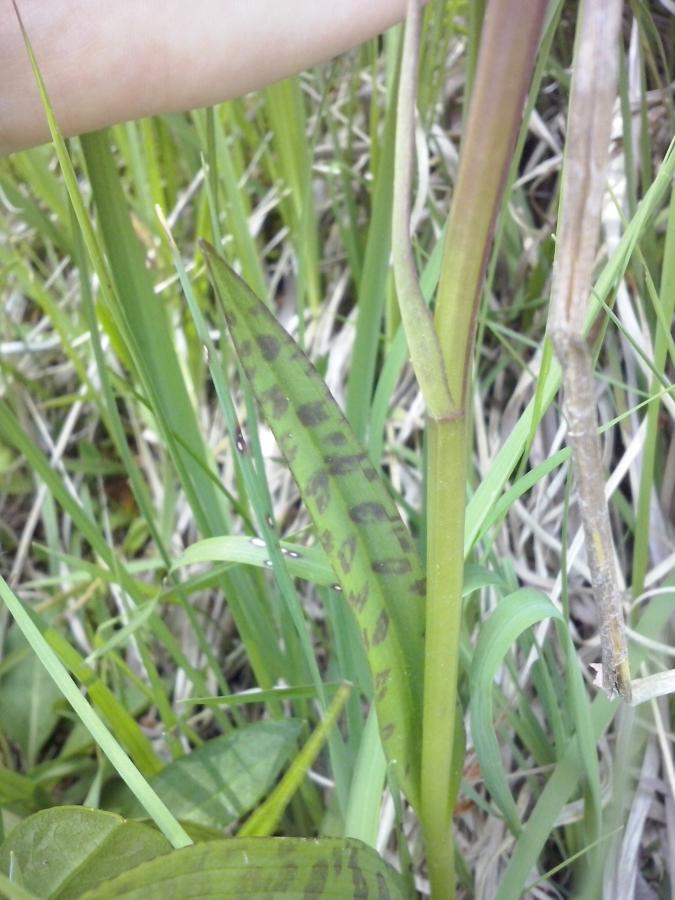 dactylorhiza réduit 2.jpg