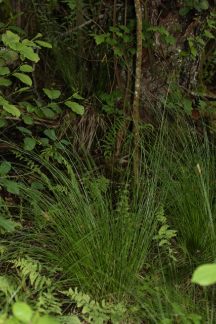 Carex Saint Pe d Adret 14 06 15 (56) [640x480].JPG