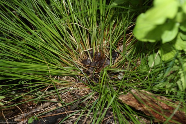 Carex Saint Pe d Adret 14 06 15 (59) [640x480].JPG