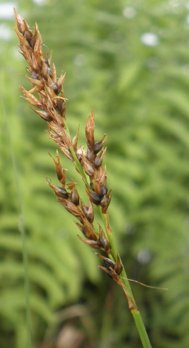 P6143327_Carex _inflorescence.jpg