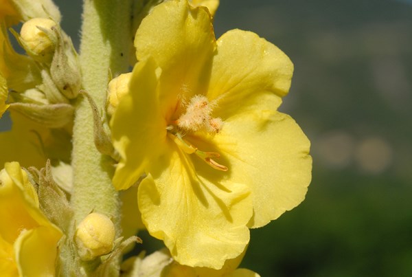 Verbascum phlomoides (9) [1600x1200].JPG
