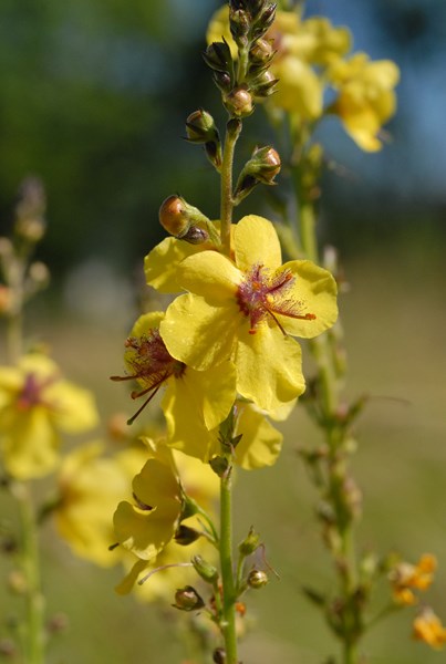 Verbascum blattaria (7) [1600x1200].JPG