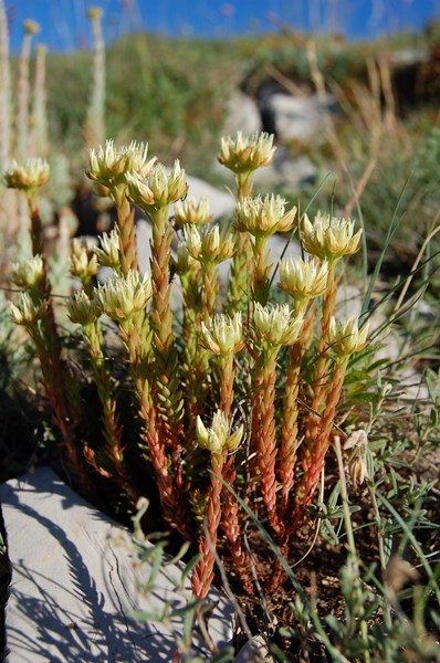 Sedum anopetalum (1) [1600x1200].JPG