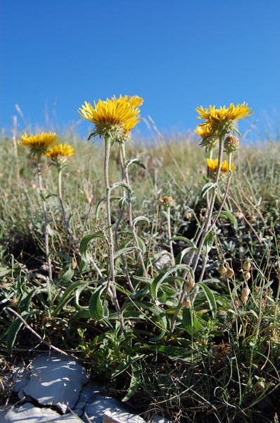 Inula montana (2) [1600x1200].JPG