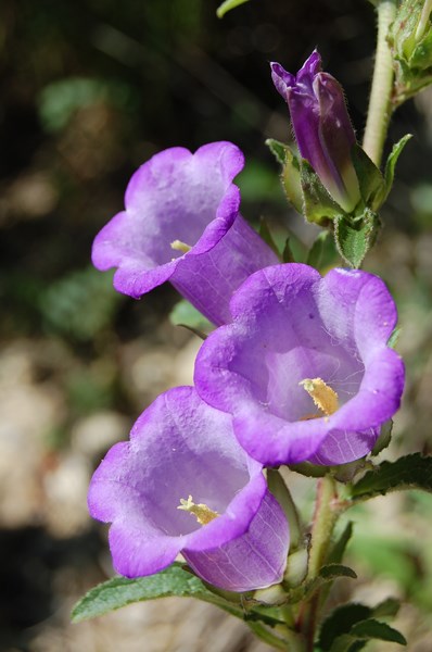 Campanula medium (9) [1600x1200].JPG