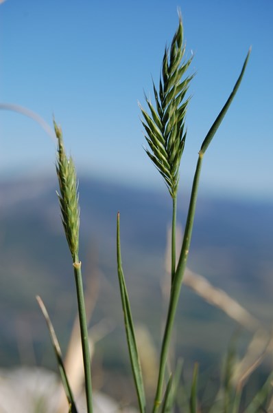 Agropyron cristatum pectinatum (14) [1600x1200].JPG