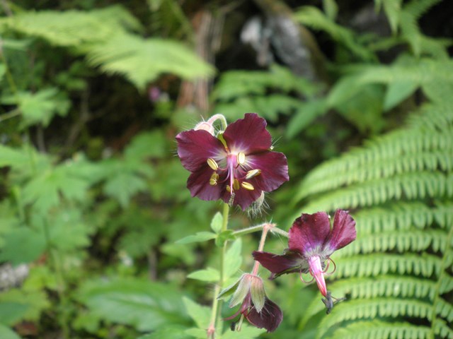 Geranium phaeum.JPG