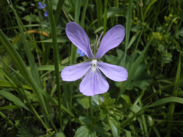 Viola cornuta.JPG