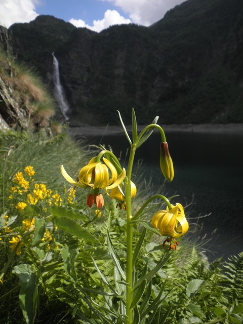 Lilium pyrenaicum.JPG