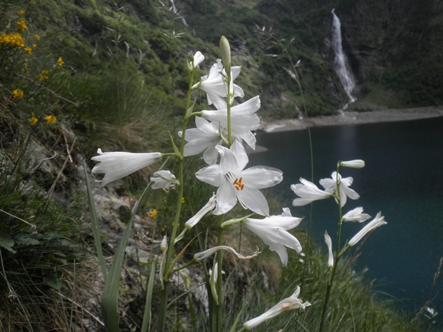 Paradisea liliastrum.JPG