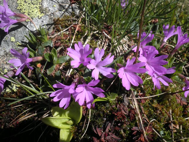 Primula integrifolia.JPG