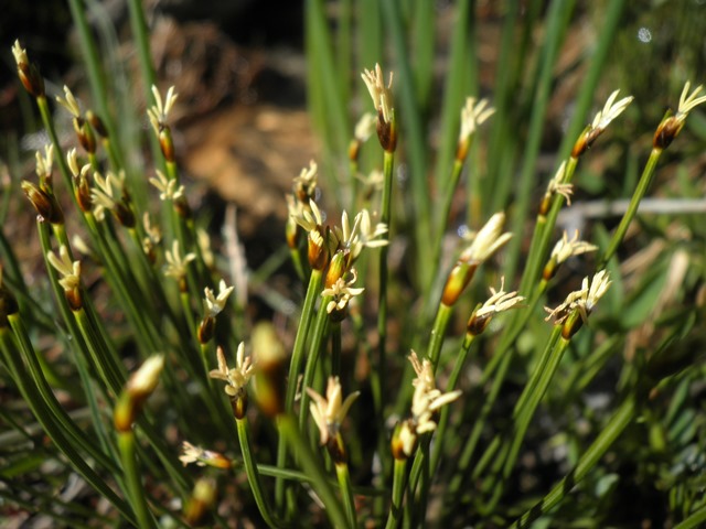 Trichophorum cespitosum.JPG