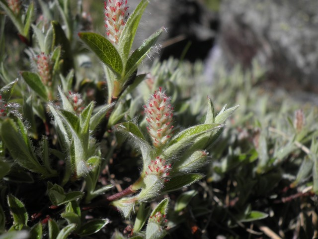 Salix pyrenaica.JPG