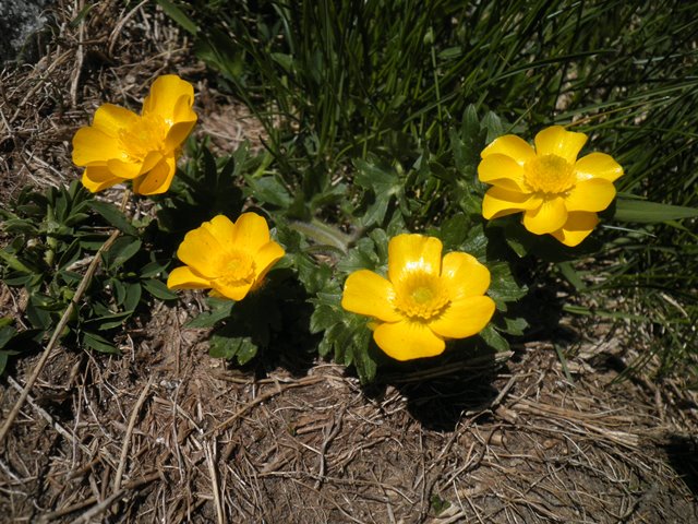 Ranunculus gouanii.JPG