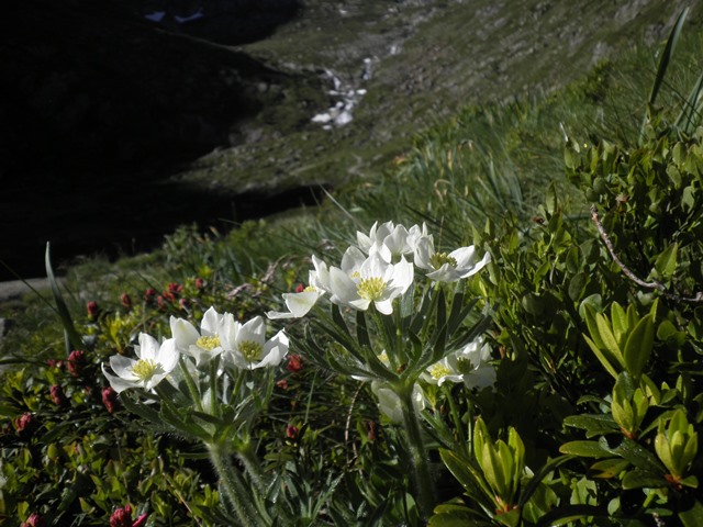 Anemone narcissifolia.JPG
