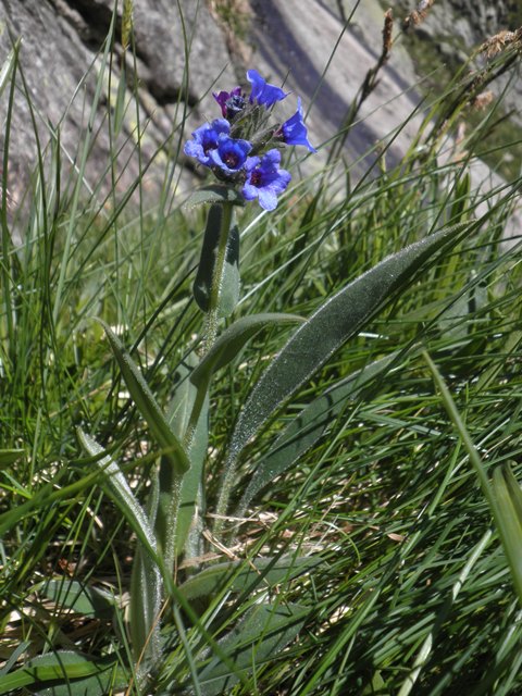 Pulmonaria longifolia.JPG