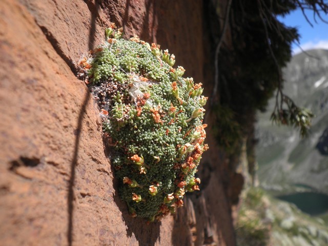 Androsace pyrenaica.JPG