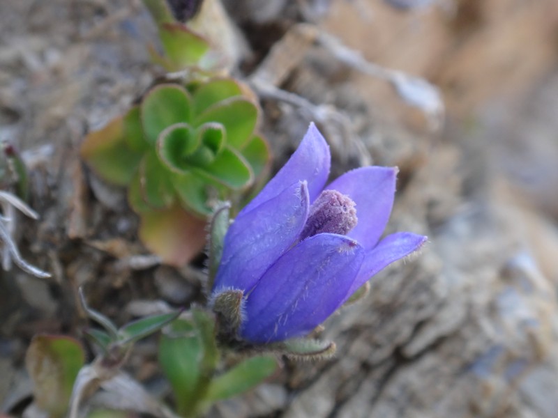 03-Campanula cenisia.JPG