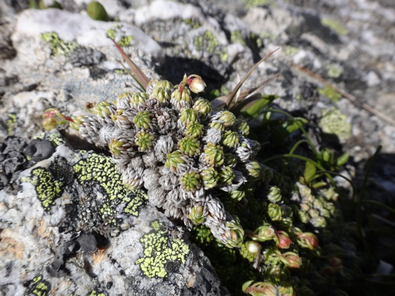 08-Saxifraga bryoides.JPG