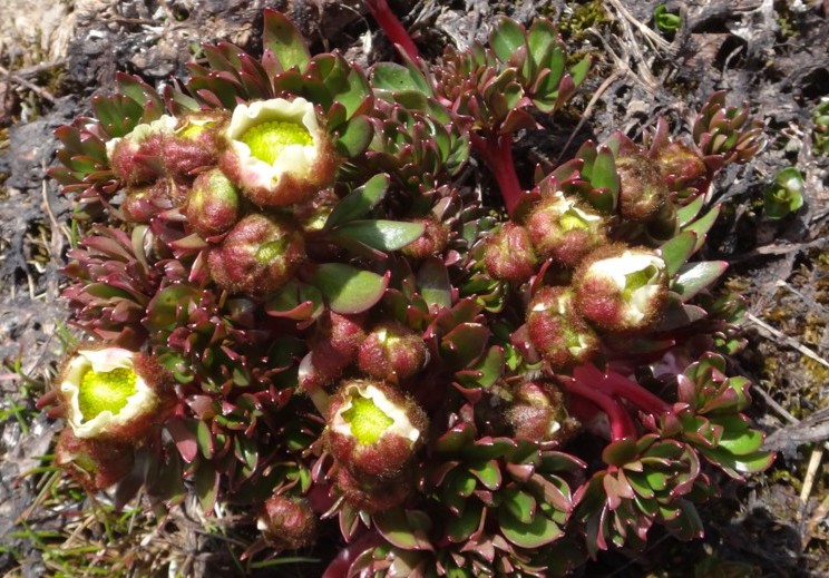11-Ranunculus glacialis.JPG