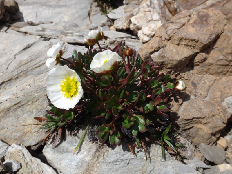 12-Ranunculus glacialis.JPG