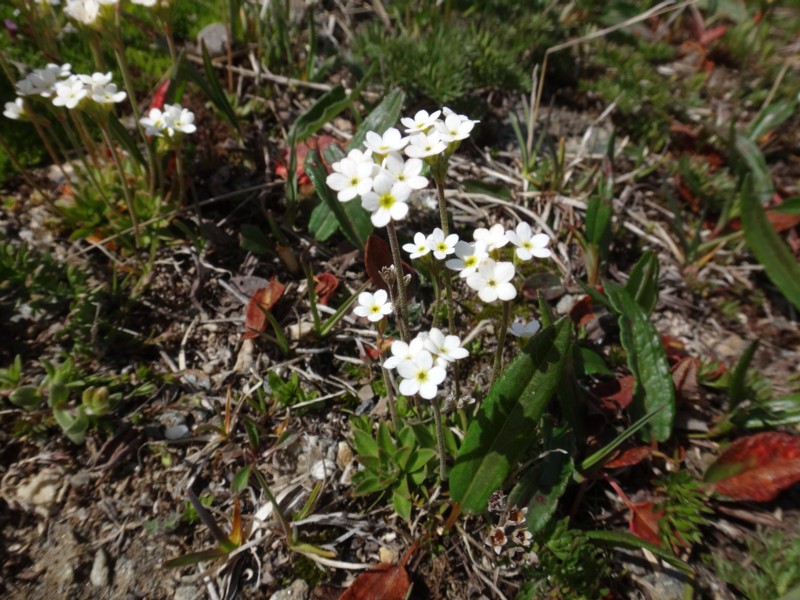 20-Androsace obtusifolia.JPG