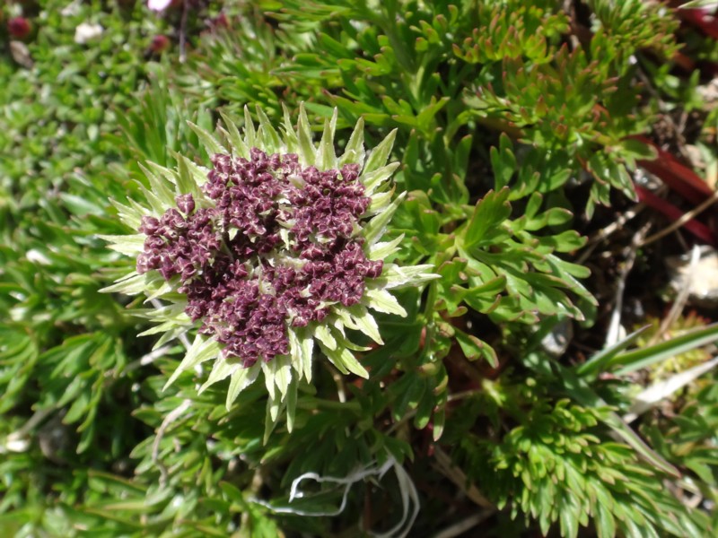 21-Pachypleureum mutellinoides.JPG