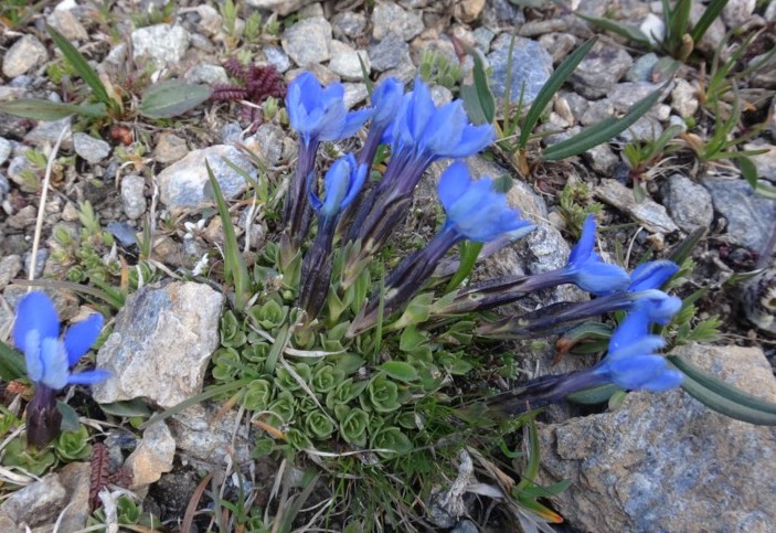 23-Gentiana schleicheri.JPG