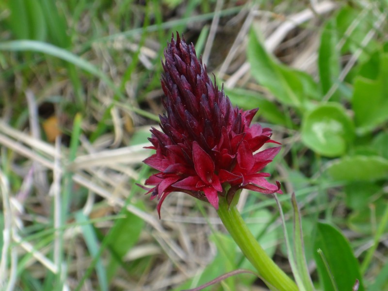 25-Nigritella austriaca.JPG