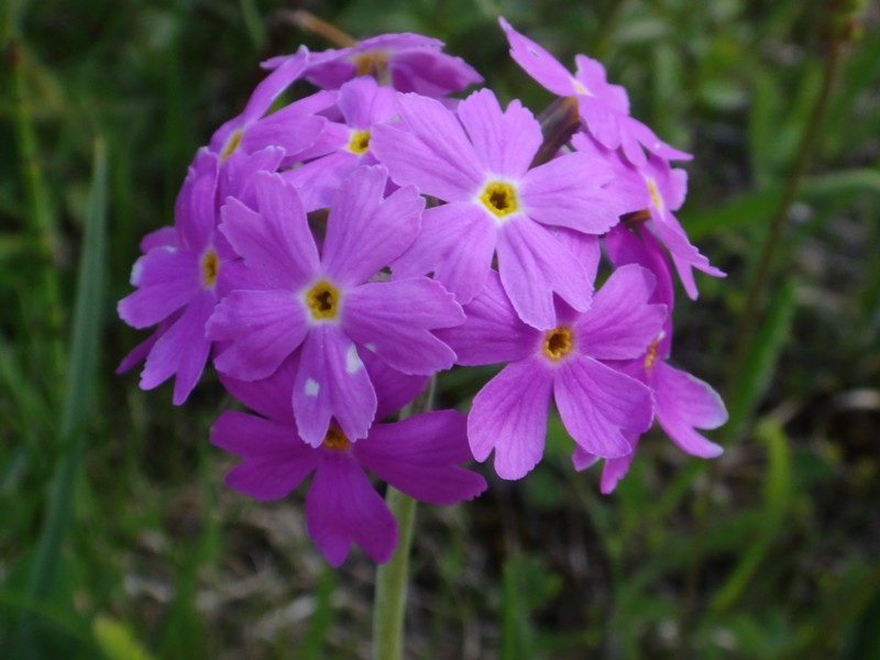 26-Primula farinosa.JPG