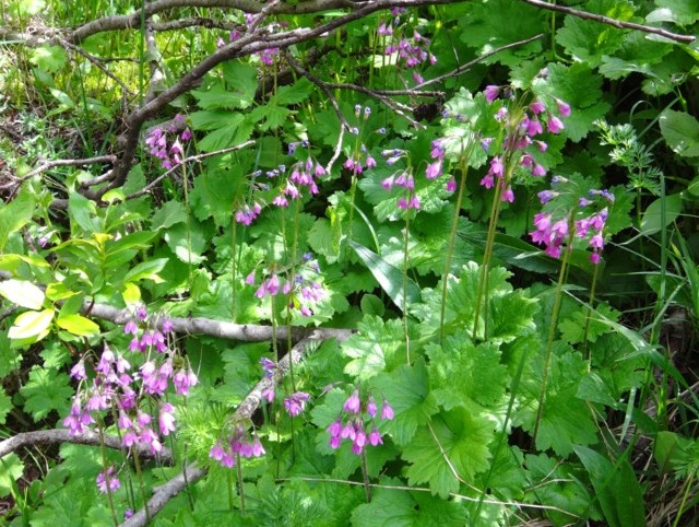 Primula matthioli.JPG