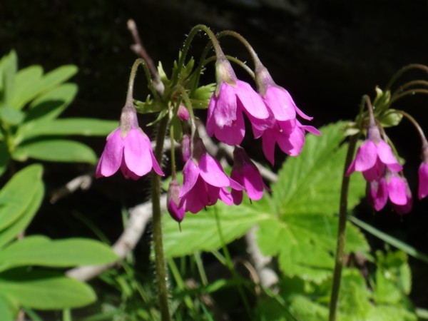 28-Primula matthioli.jpg