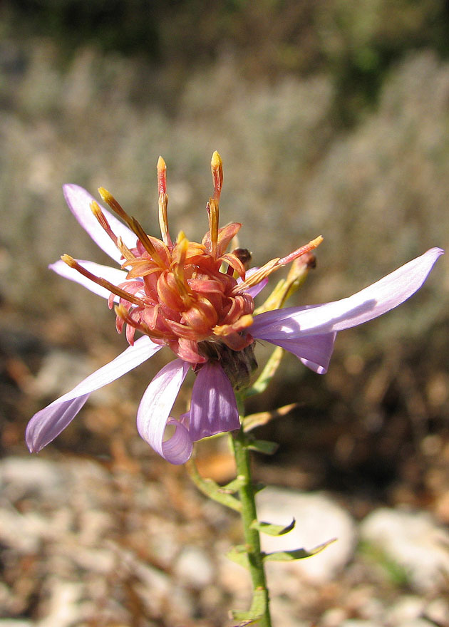 Aster sedifolius