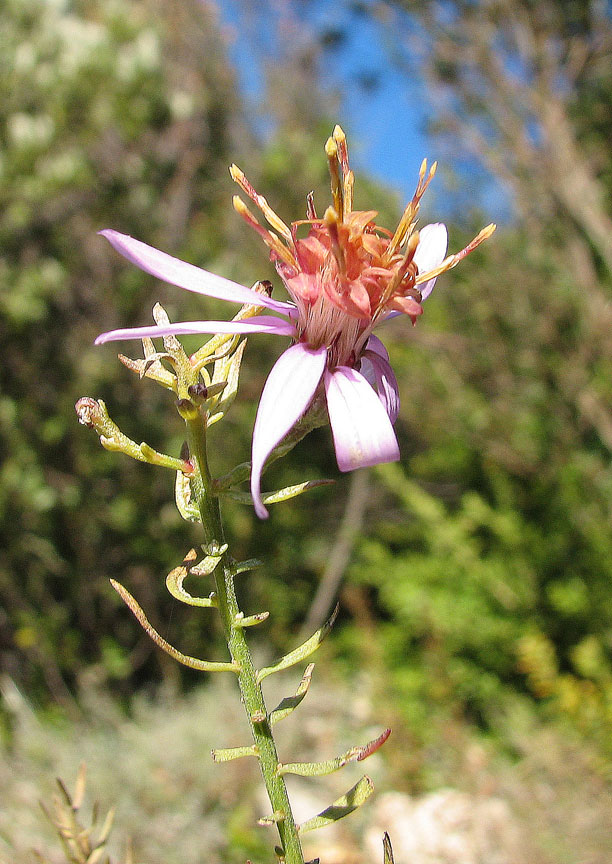 Aster sedifolius