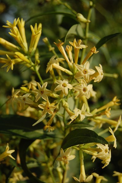 Oleaceae (5) [1600x1200].JPG