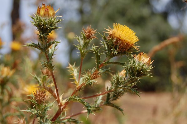 Carlina corymbosa hispanica (12) [1600x1200].JPG
