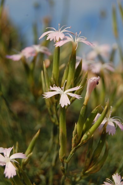 Dianthus pyrenaicus attenuatus (4) [1600x1200].JPG