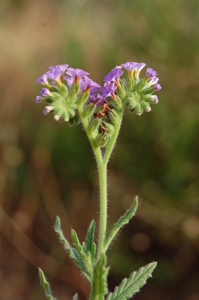 Heliotropium amplexicaule6 [1600x1200].JPG