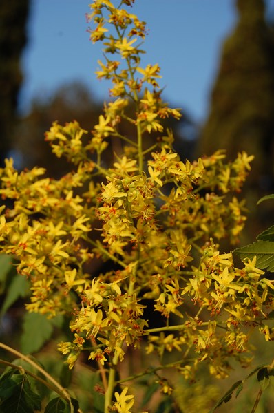 Koelreuteria paniculata6 [1600x1200].JPG