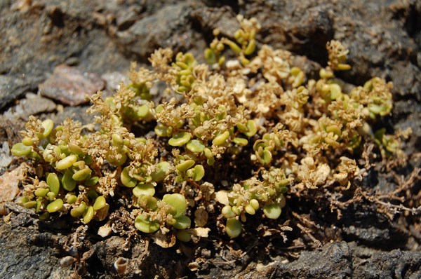Polycarpon polycarpoides catalaunicum2 [1600x1200].JPG