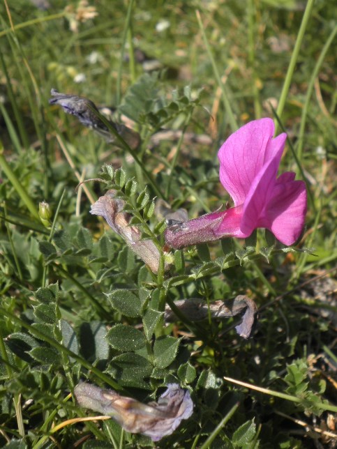 01_Vicia pyrenaica.jpg