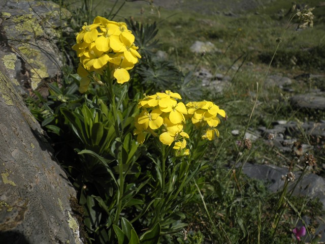 03_Erysimum duriaei ssp pyrenaicum.jpg